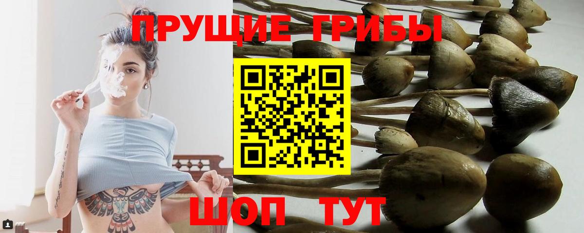 Псилоцибиновые грибы мицелий Ессентуки